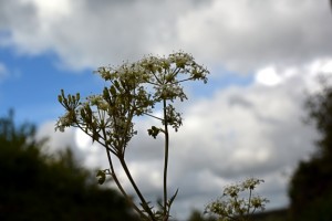 Cow parsley 20 05 15